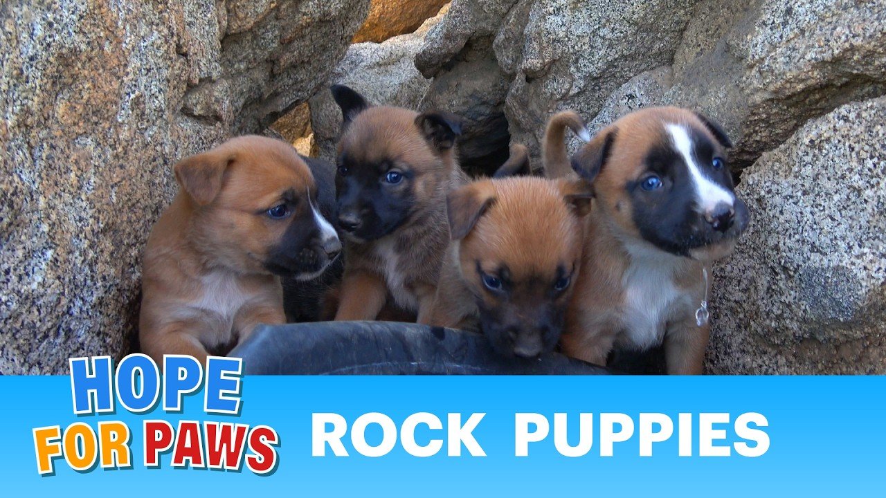 Hope For Paws - Official Rescue Channel: Seven puppies tucked under rocks and a two-story dog tower nobody saw coming