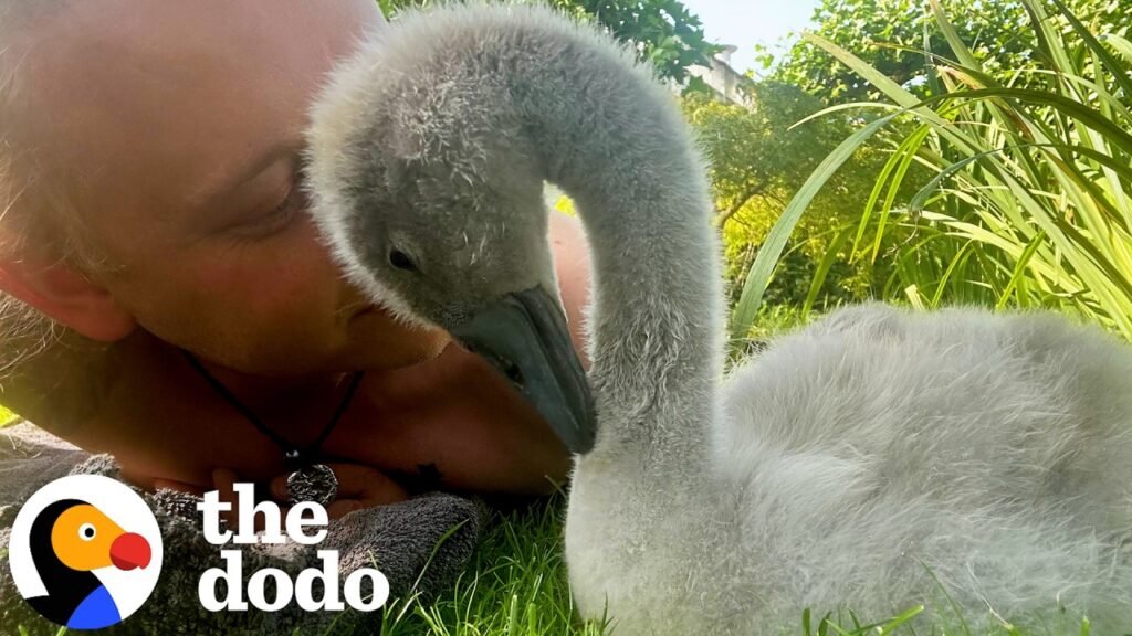 The Dodo: Man Hatches an Abandoned Swan Egg and Becomes Yip's Dad