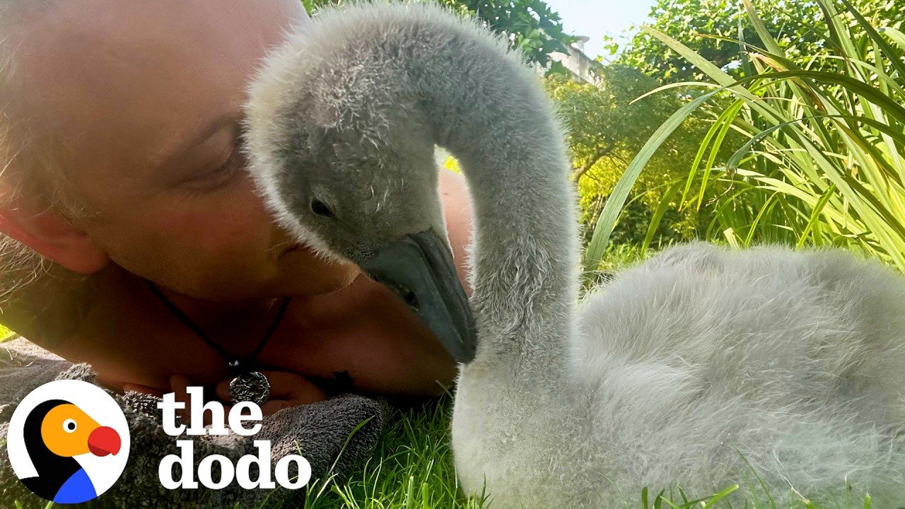 The Dodo: Man Hatches an Abandoned Swan Egg and Becomes Yip's Dad