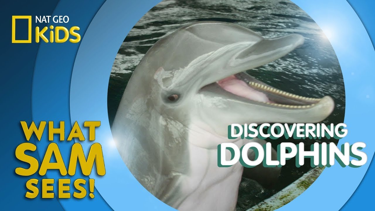 : Inside the National Aquarium's Dolphin Discovery: Where 200 Pounds of Fish Is Just Breakfast