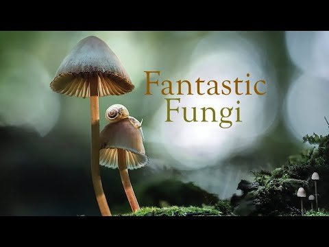 : Mushrooms Are Rebuilding the World, and Scientists Say the Fungal Network Under Your Feet Is the Key