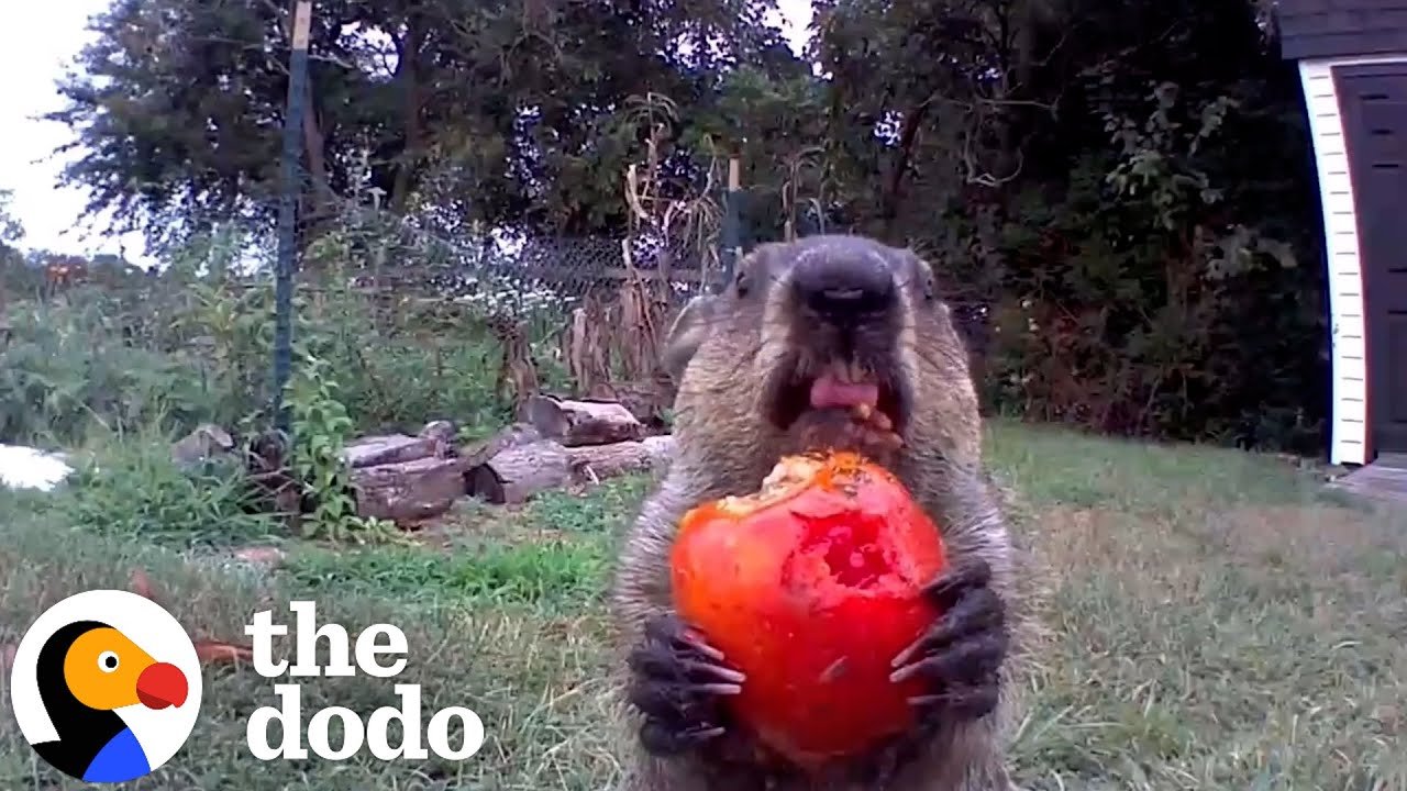 : The Groundhog Who Wouldn't Leave Chunk's Garden Ended Up Changing Everything