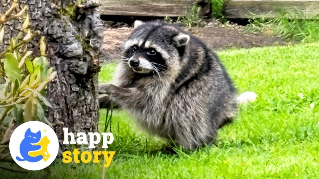 HAPP - Story: Meet Jimothy, Seattle's Viral Raccoon With Short Spine Syndrome Who Has His Own Fan Club in Ballard