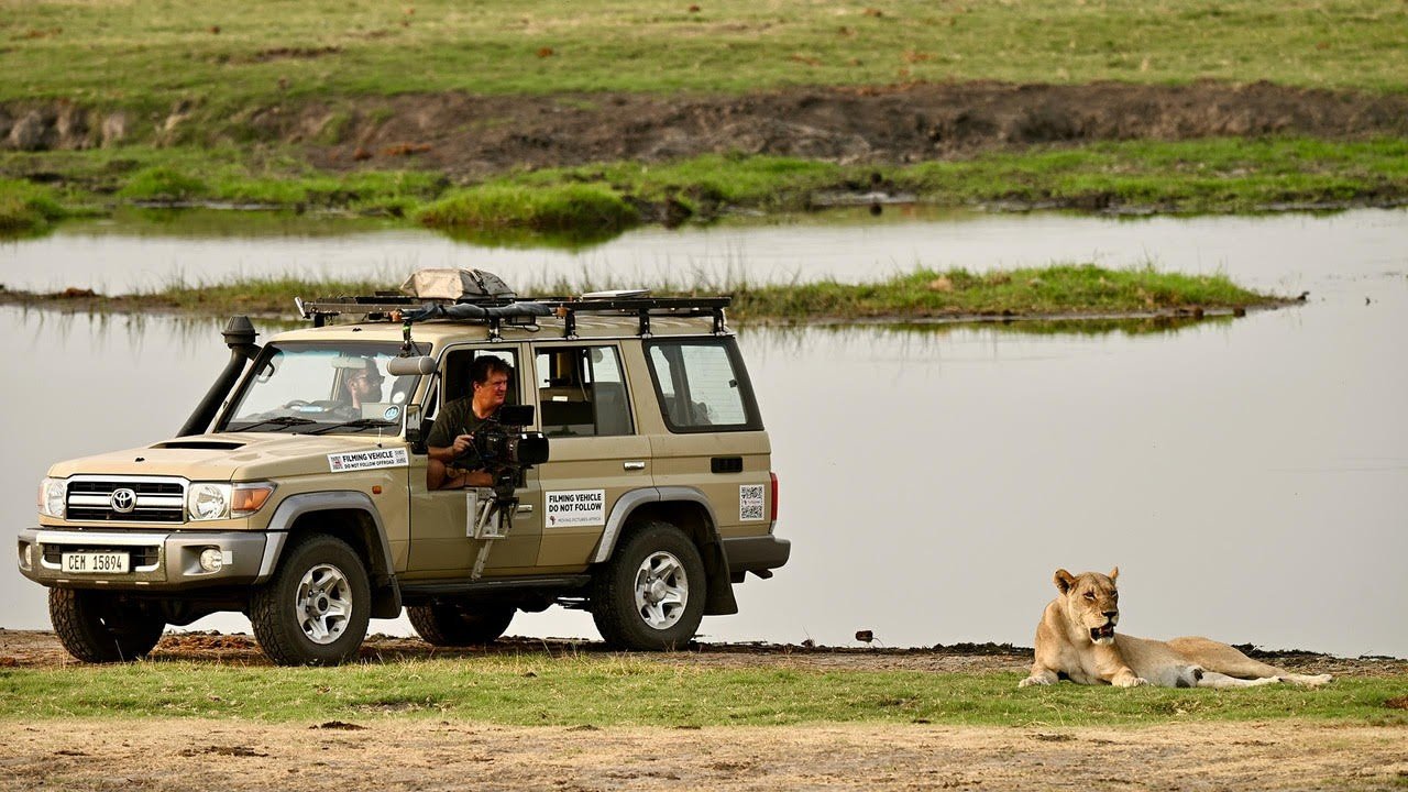 4K Relaxation Channel: Meet the Misfit Lionesses of the Chobe River Fighting to Survive Between Two Rival Prides