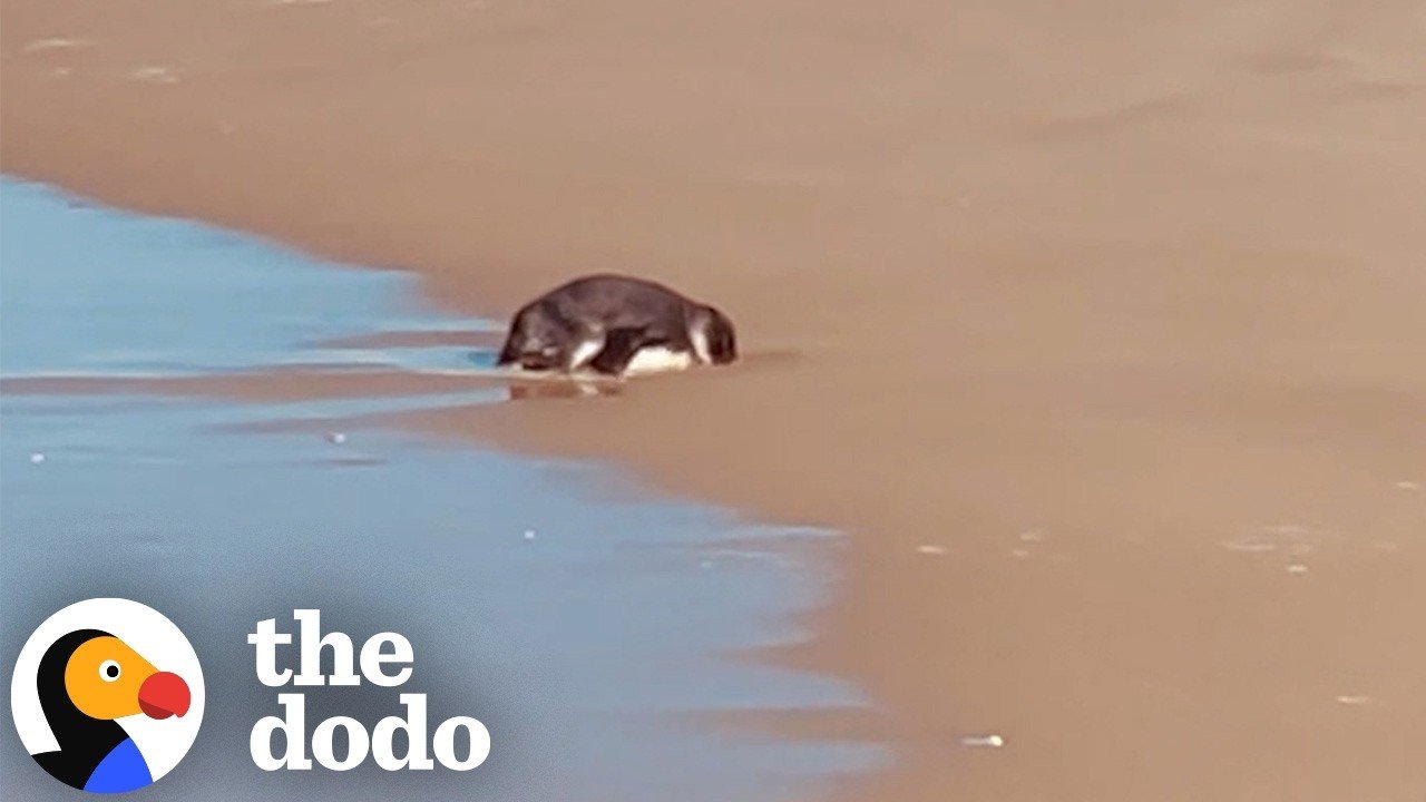 The Dodo: A Tiny African Penguin Found Face-Down in the Sand Gets a Second Chance in Cape Town