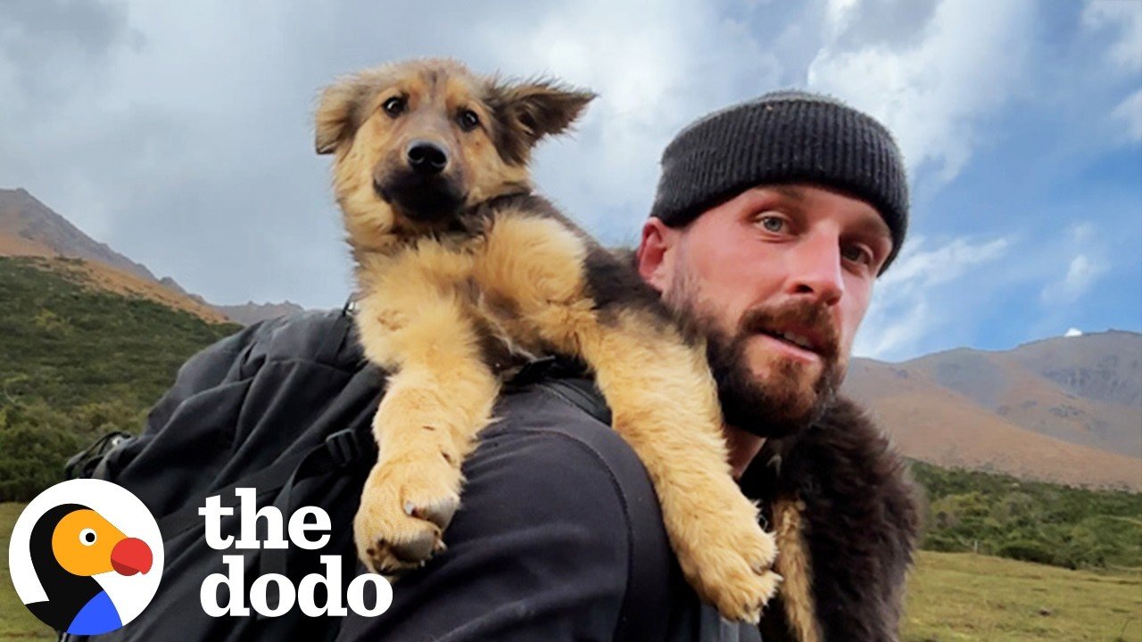 The Dodo: Hiker Finds a Stray Puppy Waiting at a Mountain Peak and Has to Make an Impossible Choice