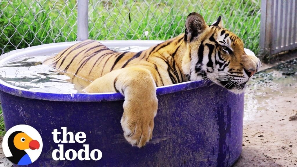 The Dodo: Maro the Rescued Tiger Found His Giant Red Ball and a Pool to Match