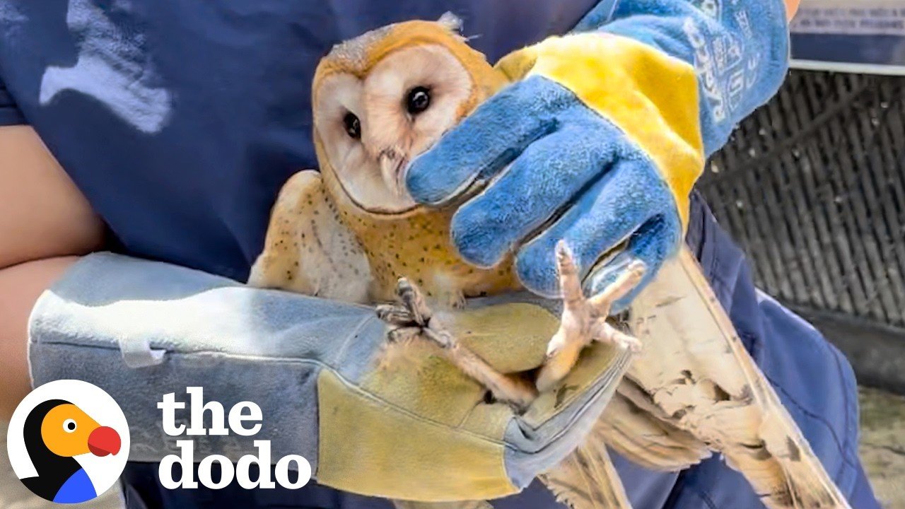 The Dodo: Acupuncture Gave This Orphaned Owl Her Grip Back — Then She Flew Home