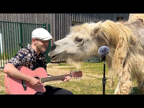 Plumes: Animals Get a Private Concert and the Reactions Are Everything