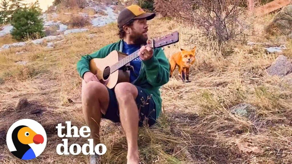 : A Wild Fox Named Foxy Keeps Coming Back to Hear Banjo in the Boulder Foothills