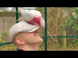 Plumes: People Singing to Animals and the Reactions Are Completely Melting the Internet