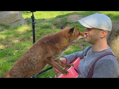 Plumes: Plumes Sang Love Songs to Shelter Animals and the Results Are Impossible to Watch Dry-Eyed