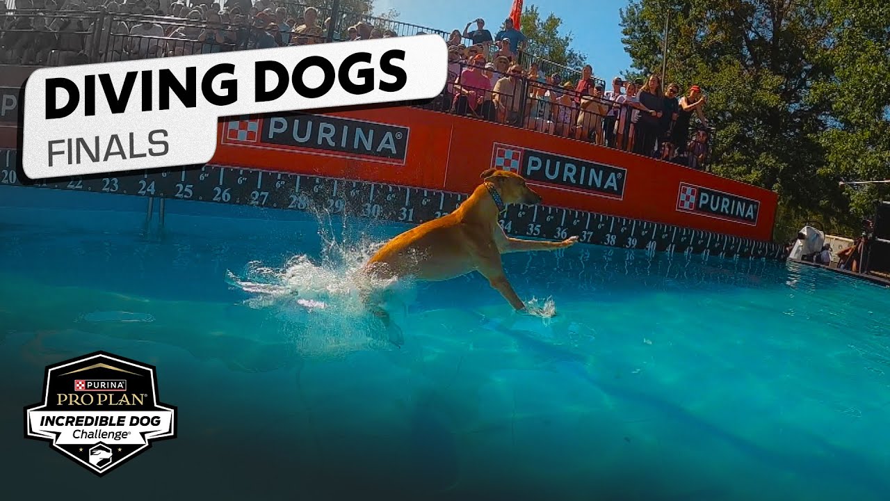 : Sounders the Dock Diving Dog Just Tied His Own 36-Foot World Record at the National Championship Finals