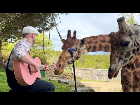 Plumes: Animals Get a Live Concert and the Crowd Goes Wild