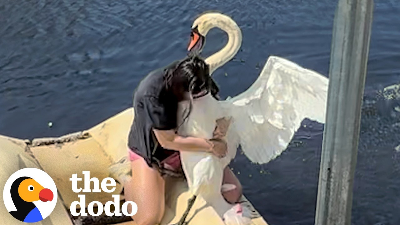 The Dodo: Mama Swan Watches Rescuer Wrestle Her Mate Free From Fishing Line