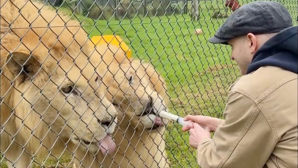 Plumes: He Flew 34 Hours to New Zealand to Sing for Lions With His Pink Guitar