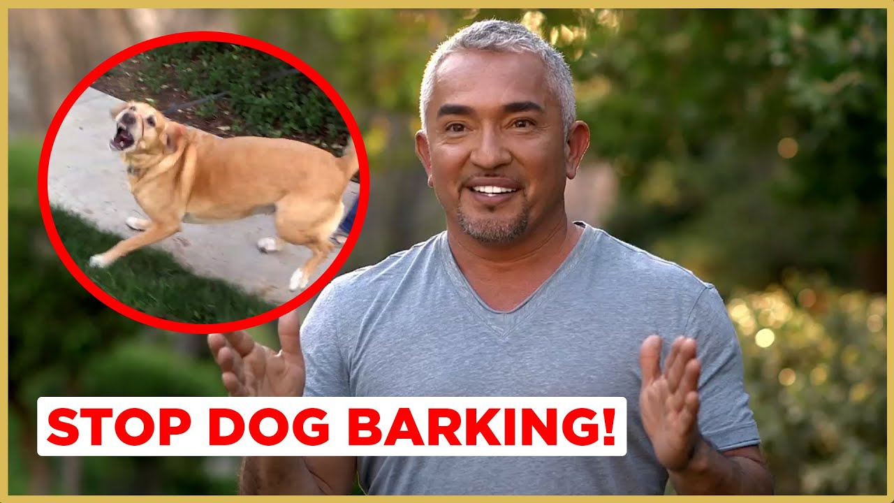 Cesar Millan: Cesar Millan Visits a Grandma Whose Lab's Barking Is Keeping Her Grandson Away