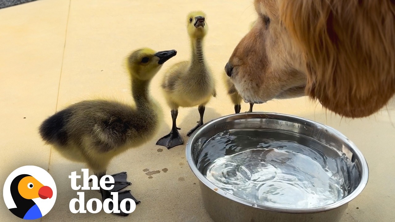 The Dodo: Golden Retriever Maya Accidentally Taught 3 Orphan Goslings To Fly
