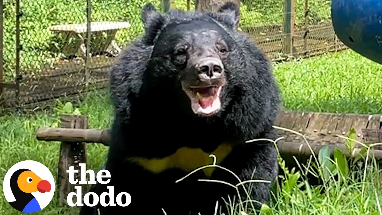 The Dodo: Rescued Bear Barsik Spent 7 Years in a Bile Farm Cage. Now He Plays Like a Puppy Every Single Day