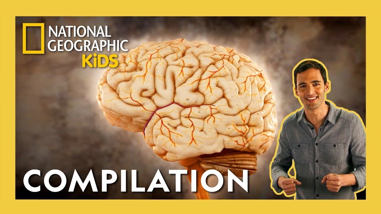 Nat Geo Kids: The Brain Game That Proves You Can't Trust Your Own Memory