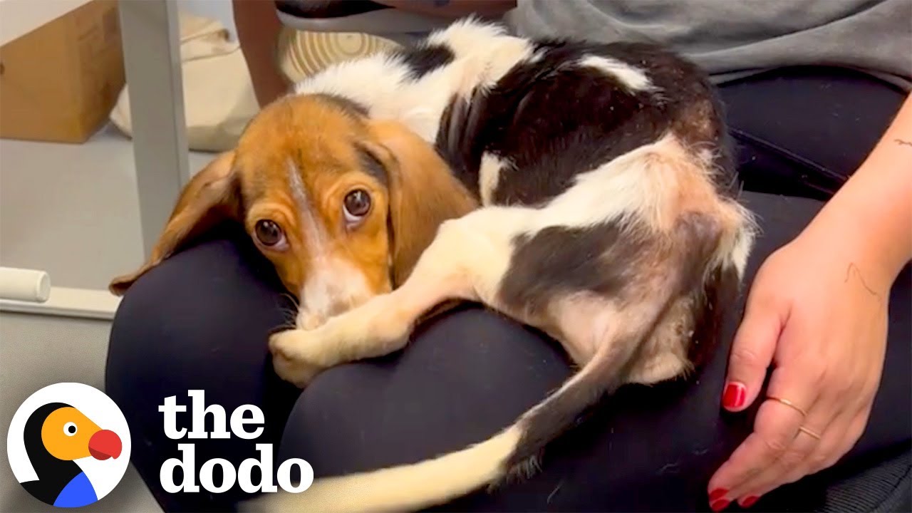 The Dodo: Emaciated Beagle Puppy Named Sai Is Now Hiking With Her Forever Family