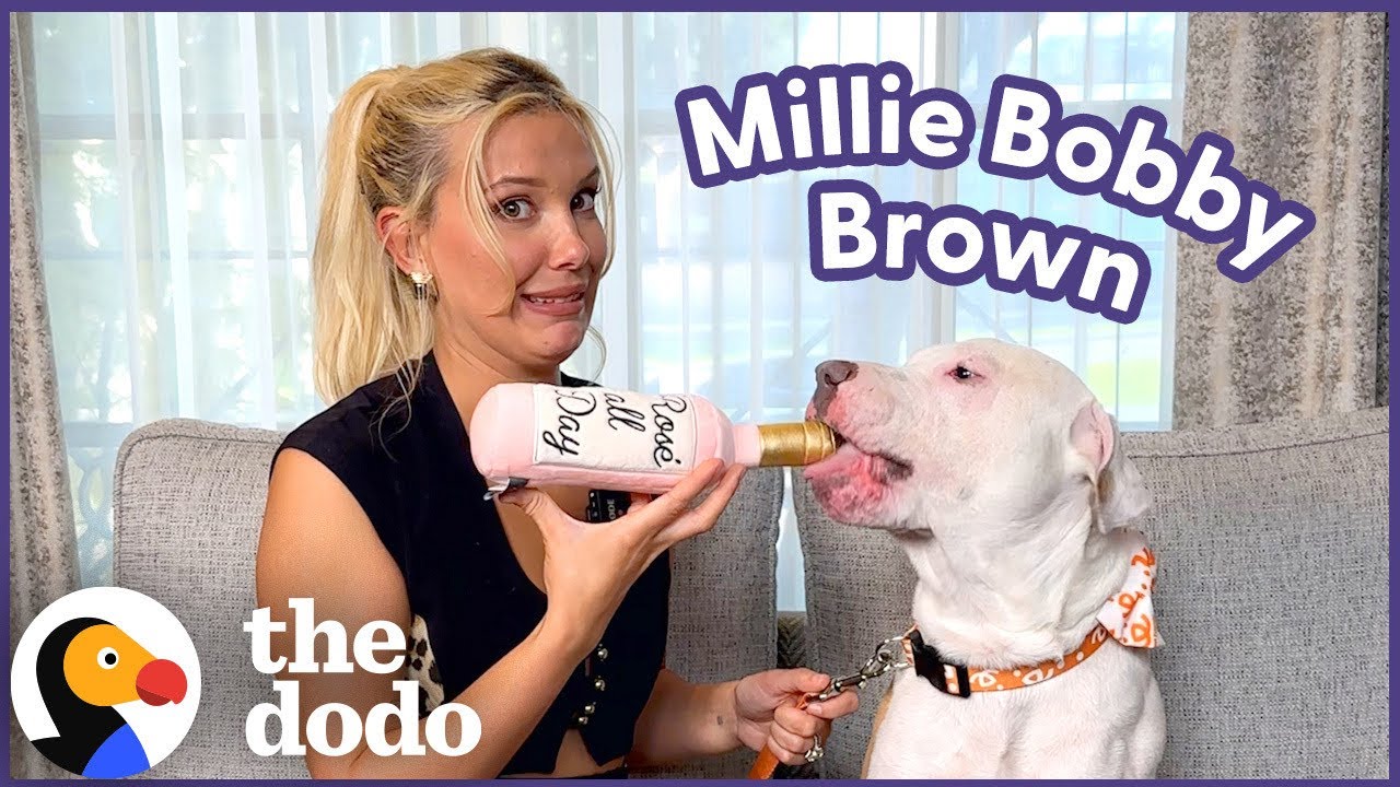 The Dodo: Millie Bobby Brown Went on a Date With a Dog Rescued From the LA Fires
