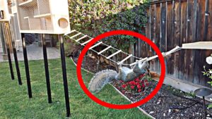 Mark Rober: Mark Rober Built an 8-Part Ninja Warrior Course for the Squirrels Raiding His Bird Feeder