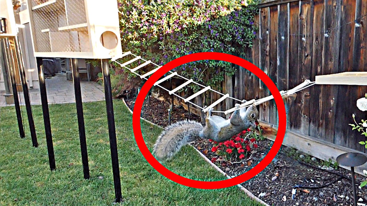 Mark Rober: Mark Rober Built an 8-Part Ninja Warrior Course for the Squirrels Raiding His Bird Feeder