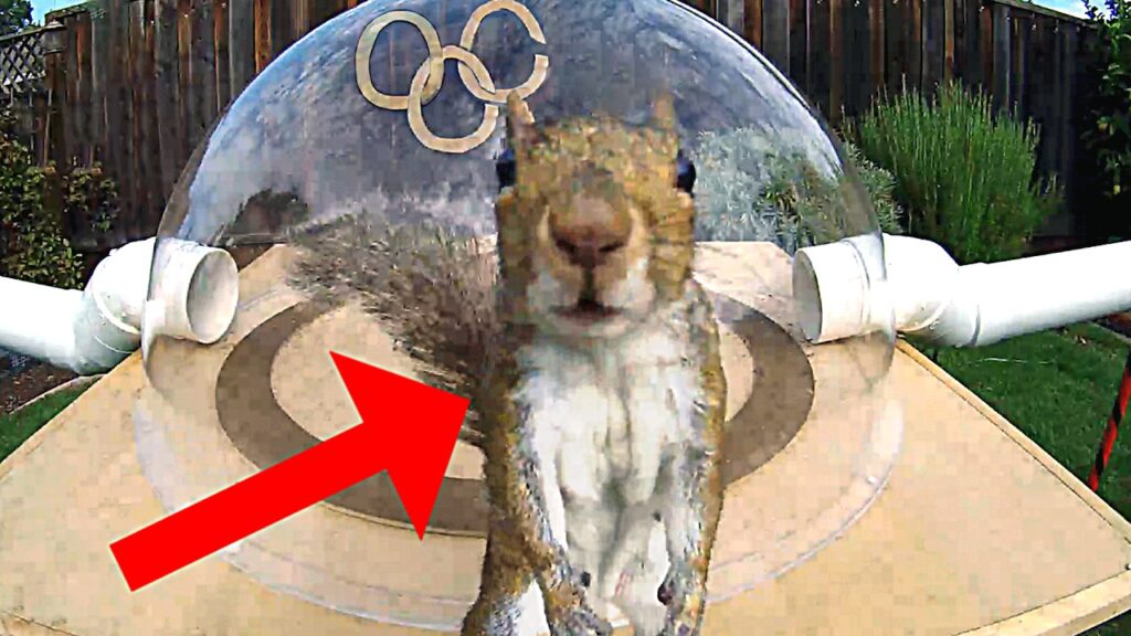 Mark Rober: Phat Gus Wins the Walnut Cup After a Doping Scandal Rocks the Backyard Summer Games