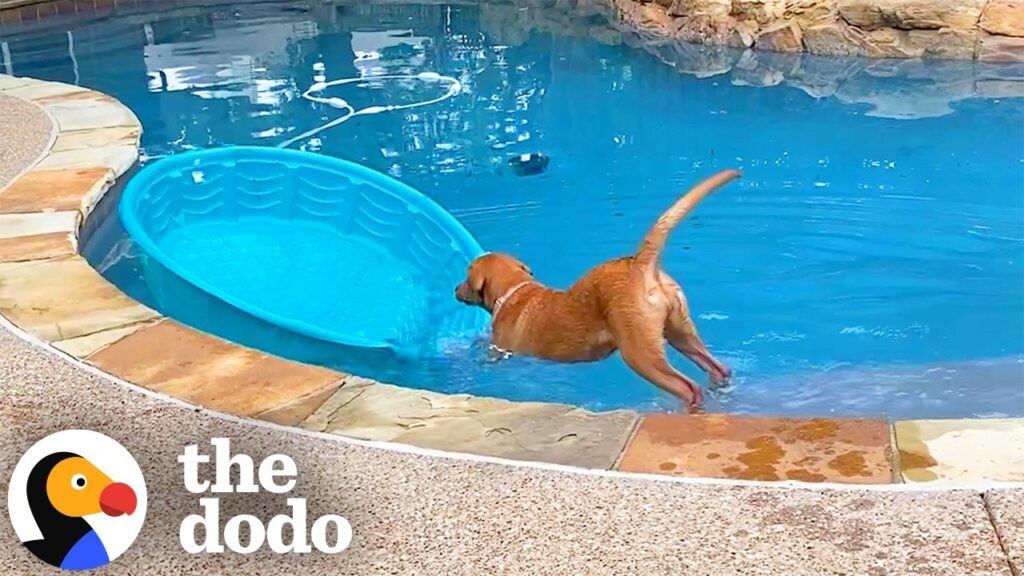 The Dodo: Mabel the Lab Built Herself a Boat Out of a Kiddie Pool, So Her Family Made It Unsinkable
