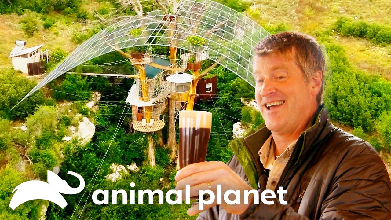 Animal Planet: Inside the Most Creative Treehouses Ever Built, From a Norwegian Lake Cabin to a Texas Man Cave in the Trees