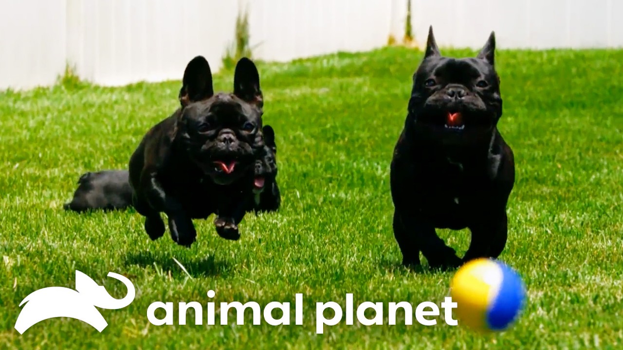 Animal Planet: Pug Pups, Baboons, and Rebel Samoyed Dads Star in Animal Planet's Most Charming Family Stories