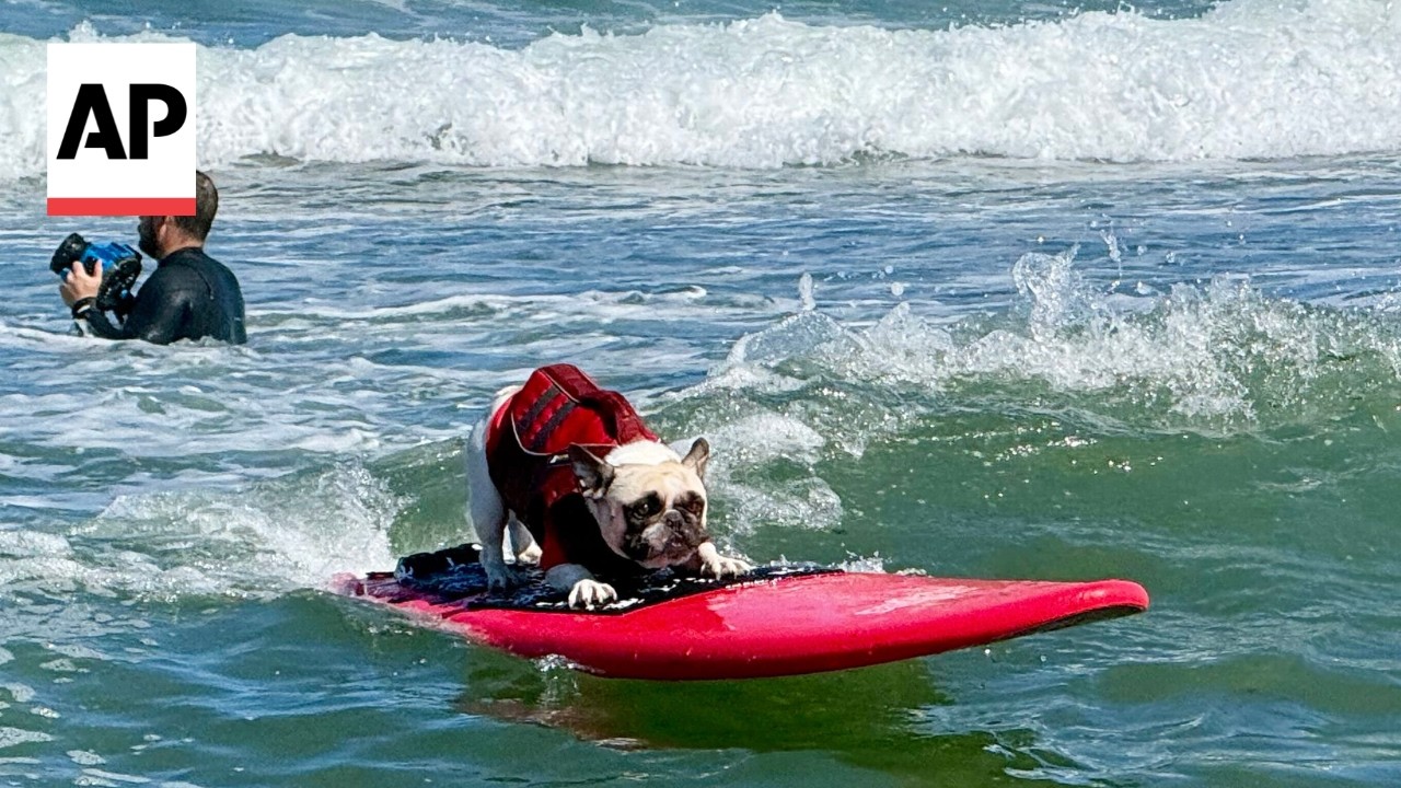 Associated Press: The World's Only Surfing Miniature Pinscher Just Took Third Place in California