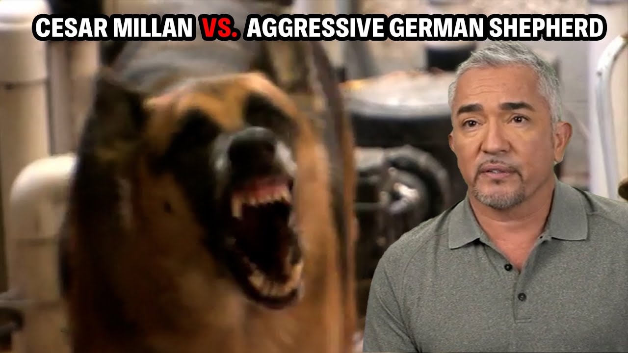 Cesar Millan: A German Shepherd With 30-Stitch Bite Wounds Nearly Tore One Family Apart. Cesar Millan Stepped In.