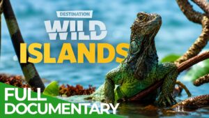Free Documentary - Nature: Trinidad's Leatherback Turtles, Zanzibar's Coconut Crabs, and the Wild Islands You Never See in the Brochures