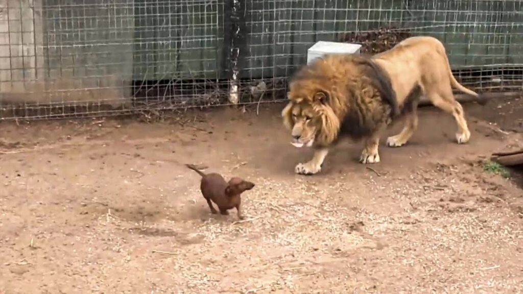 GeoAnimal: A Lion Stopped Eating After His Dachshund Best Friend Was Taken Away - Then They Were Reunited