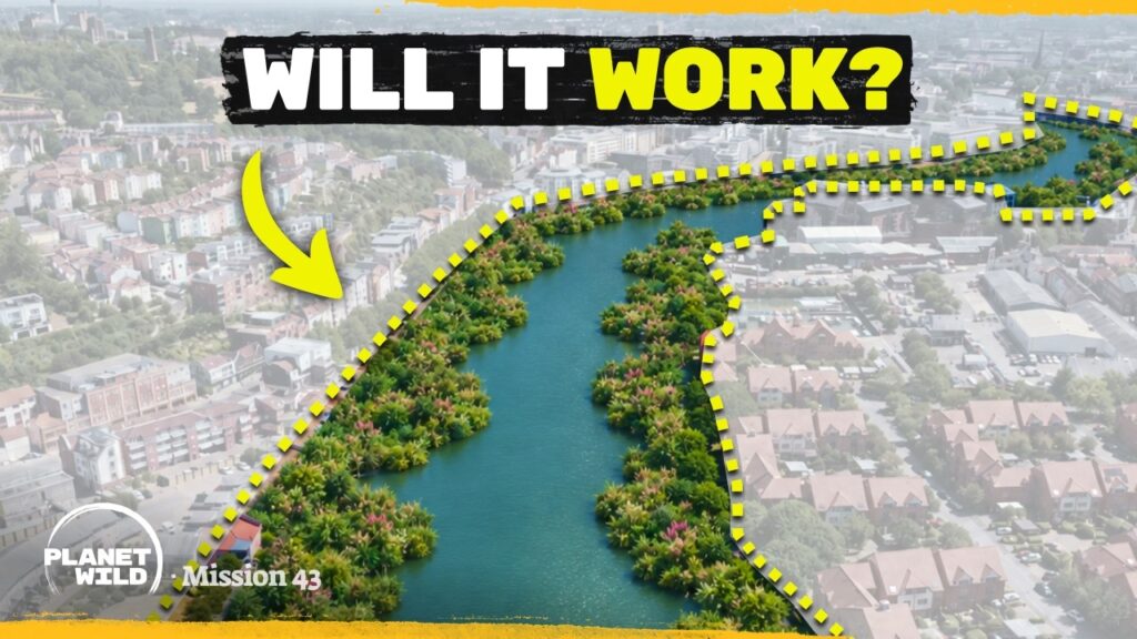Planet Wild: Bristol Is Building a Wildlife Corridor Through Its City Center, and a Baby Seagull Already Found It