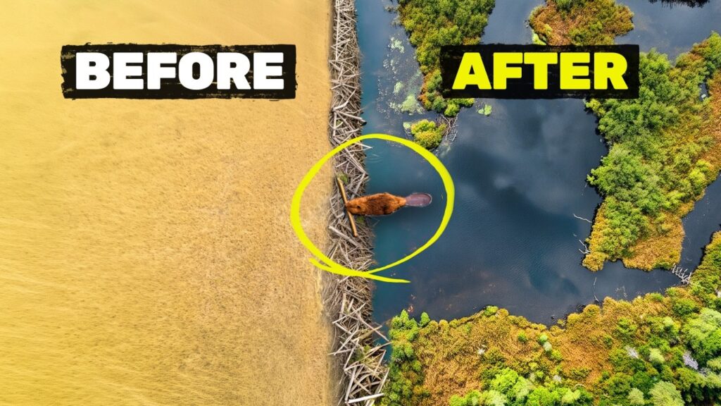 Planet Wild: Planet Wild Bought a Rotting Fish Farm and Handed It to Beavers. Here's What Happened Next.