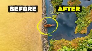 Planet Wild: Planet Wild Bought a Rotting Fish Farm and Handed It to Beavers. Here's What Happened Next.