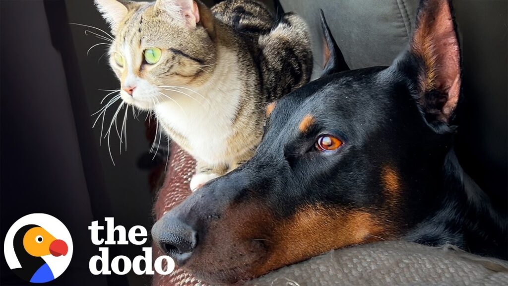 The Dodo: Diesel the Doberman Found Kittens in the Shed and Decided They Were His Family