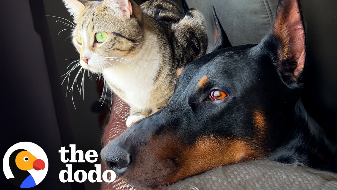 The Dodo: Diesel the Doberman Found Kittens in the Shed and Decided They Were His Family