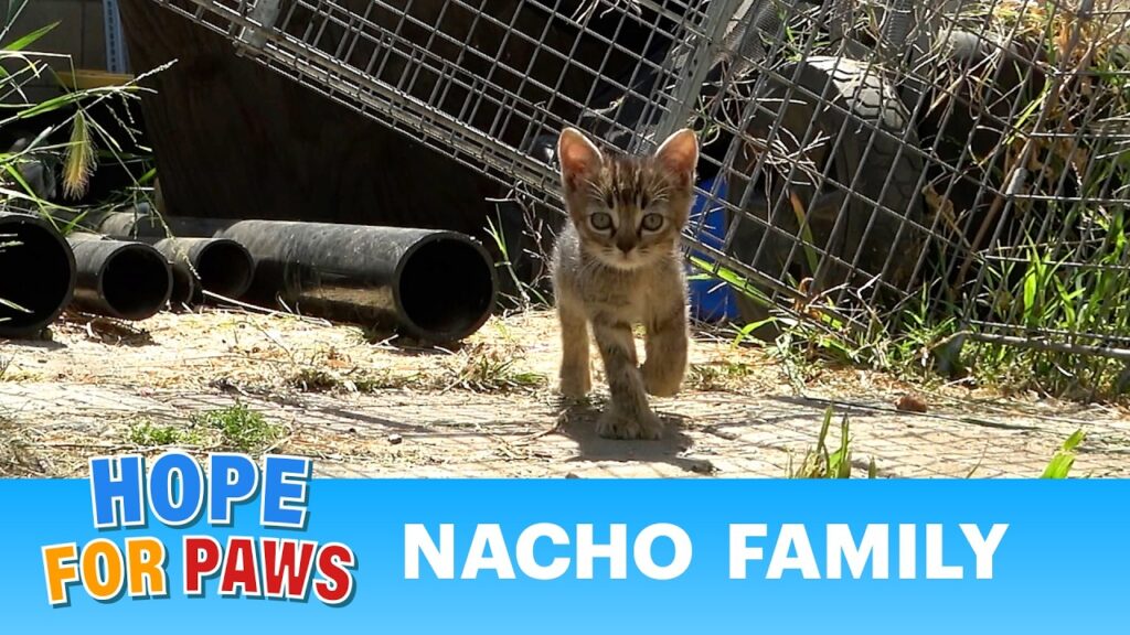 Hope For Paws - Official Rescue Channel: Hope For Paws Refused to Leave Without the Mom After Finding These Kittens Alone