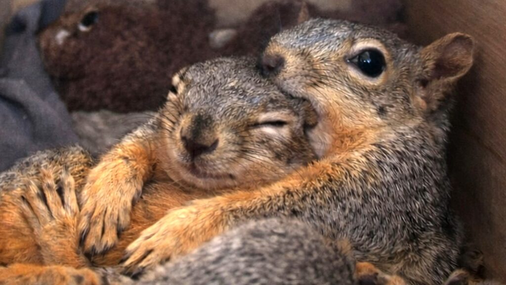 GeoBeats Animals: Man Builds Over 1,000 Handmade Squirrel Boxes and Discovers They Kiss and Hug Inside
