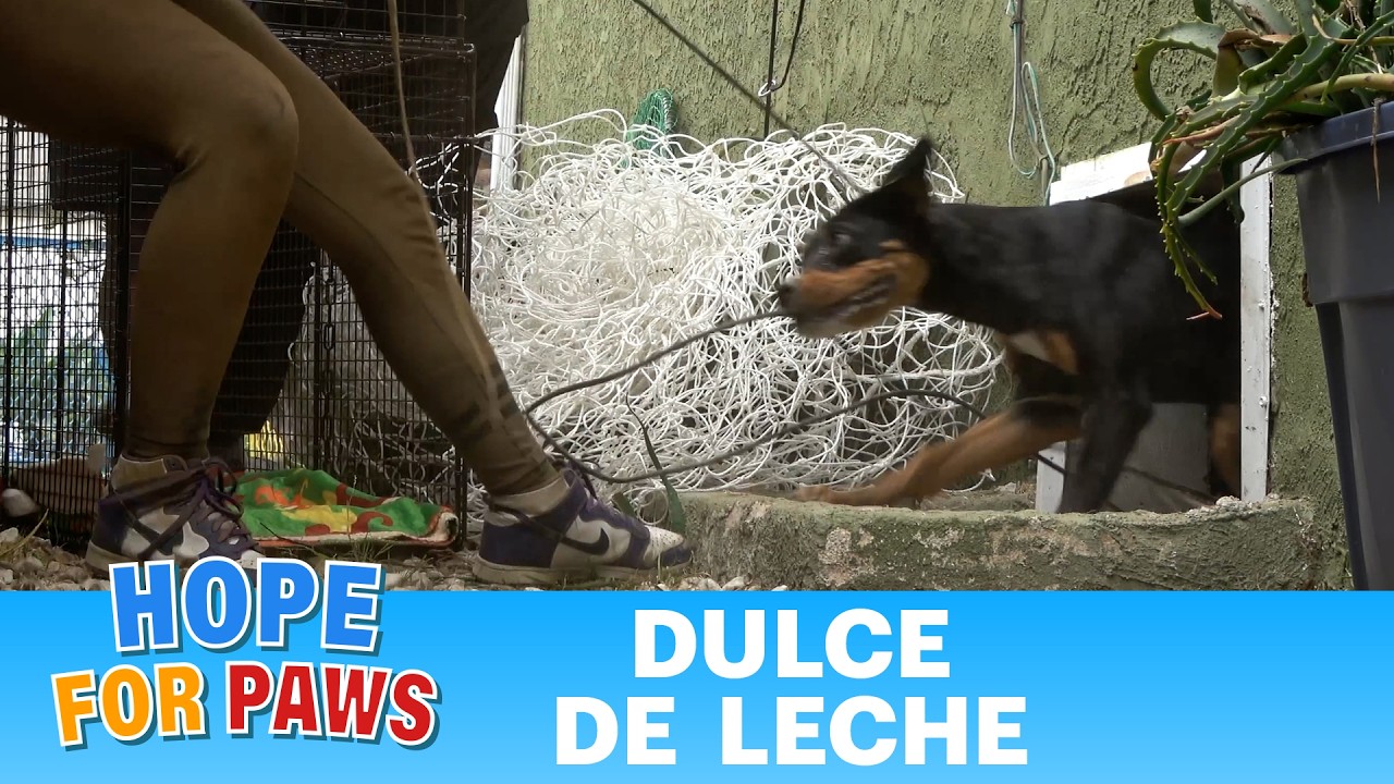 Hope For Paws - Official Rescue Channel: Neighbors Heard Her Crying Under the House Every Night for Two Weeks. Here's Who They Found.