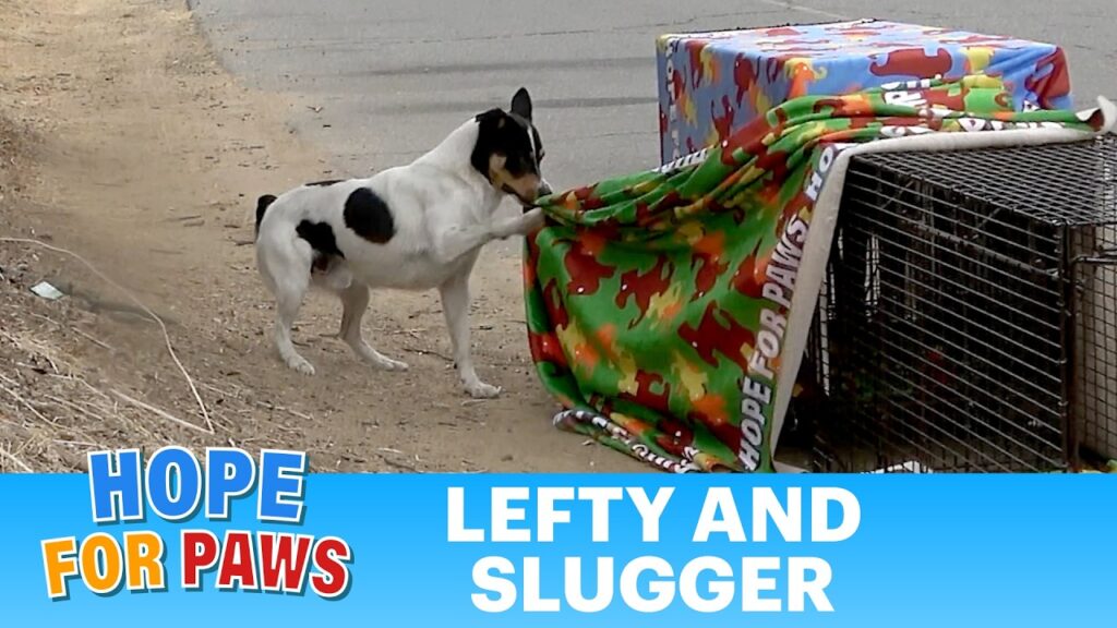 Hope For Paws - Official Rescue Channel: A Dog Guarding His Blanket Leads to the Most Dramatic Rescue Reunion You'll See This Year