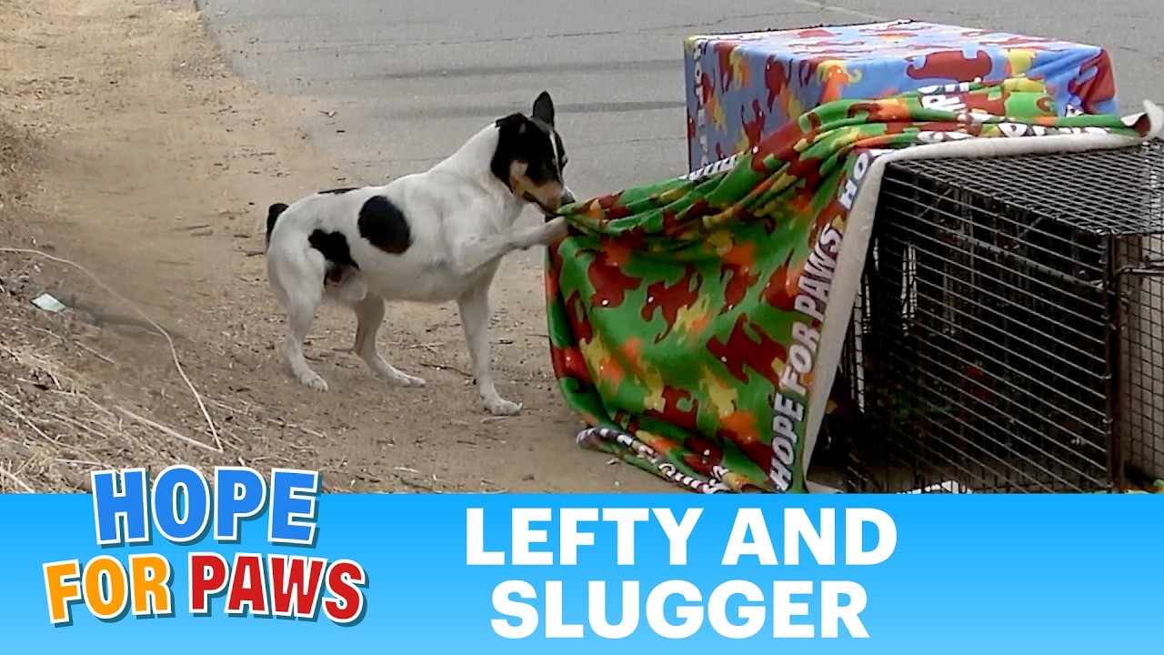 Hope For Paws - Official Rescue Channel: A Dog Guarding His Blanket Leads to the Most Dramatic Rescue Reunion You'll See This Year