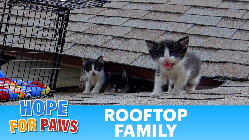 Hope For Paws - Official Rescue Channel: Hope For Paws Rescued Polydactyl Kittens Stranded on a Scorching Rooftop