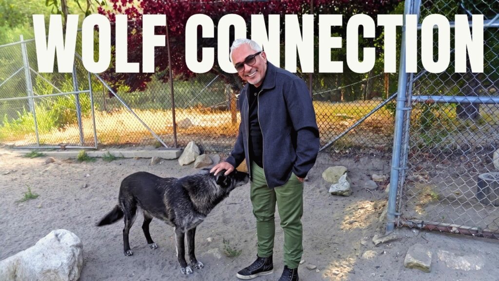 Cesar Millan: Cesar Millan Visits Wolf Connection and Finds the Key to Every Dog Behavior Problem