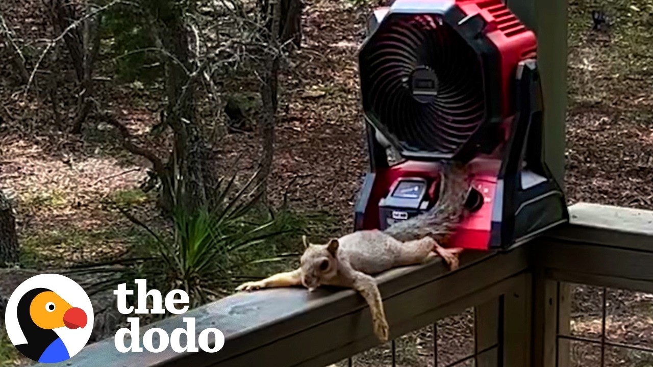 The Dodo: Woman Builds Squirrels a Tiny Resort Complete With a Fan and Cabana to Survive a Heat Wave