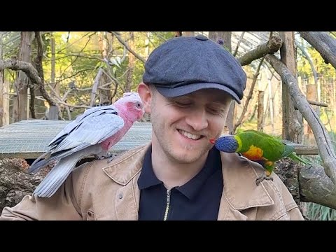 Plumes: Animals Go Silent Every Time This Singer Starts to Perform